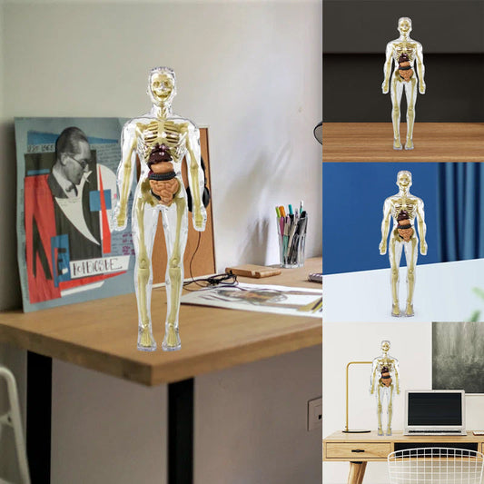 3D menselijk lichaam Torso Model voor Kid Anatomie Model Skelet